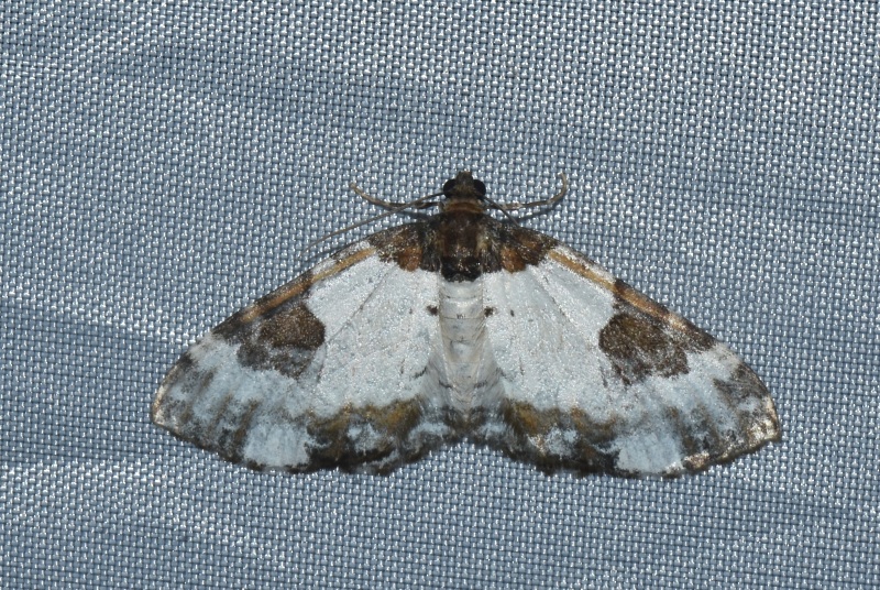 Geometridae: Melanthia procellata ?  S !